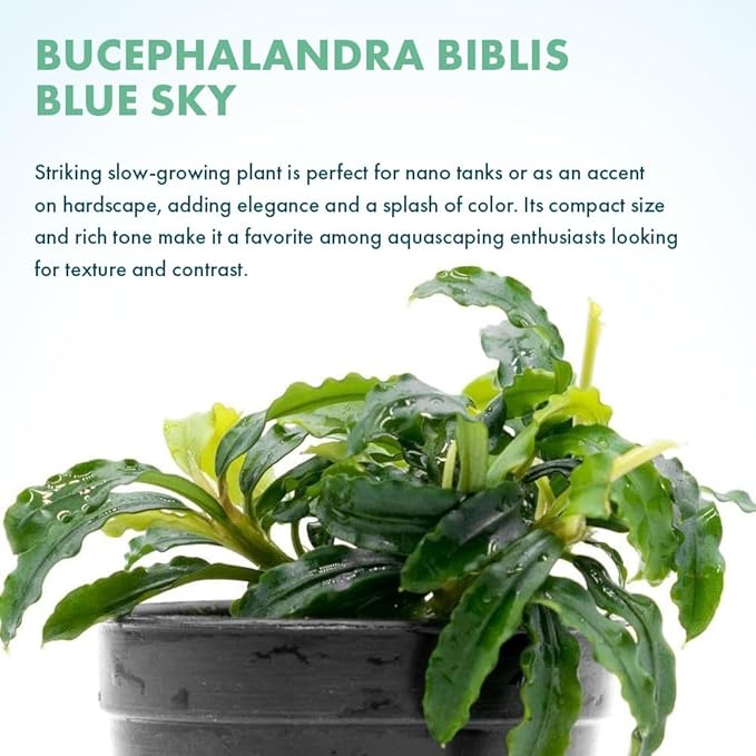 SubstrateSource Live Plants - Bucephalandra Biblis 'Blue Sky' - Low to Medium Light, Blue Violet Green Accent, Foreground to Midground, Epiphytic - Pot
