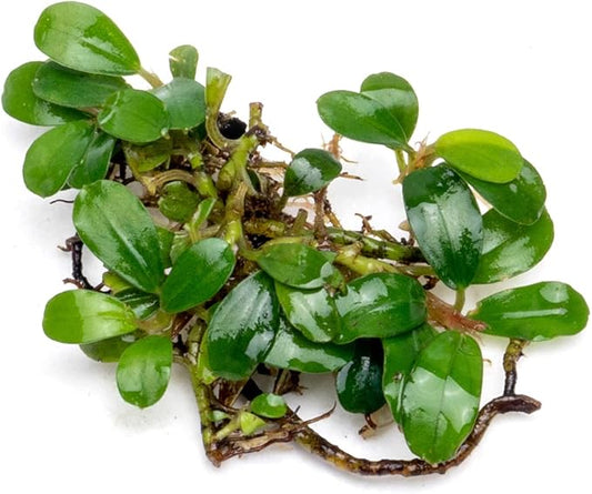 SubstrateSource Bucephalandra Mini Coin Live Aquarium Plant - Natural Freshwater Fish Tank Decorations and Aquatic Decor (Plant (10-15 Leaves))