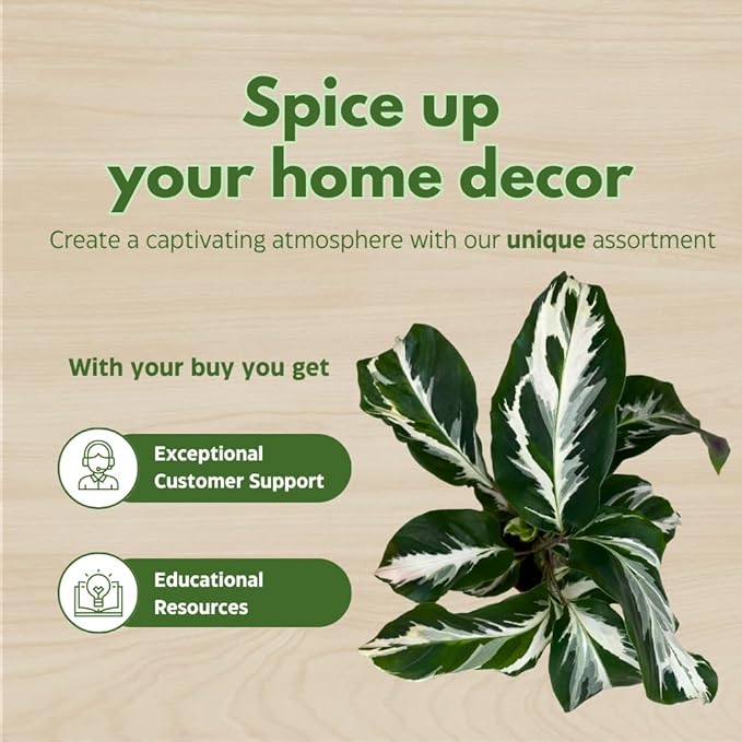 BubbleBlooms Calathea Stella in a 4 inch Pot Rare Variegated Prayer Plant, Cathedral Plant, Green and White