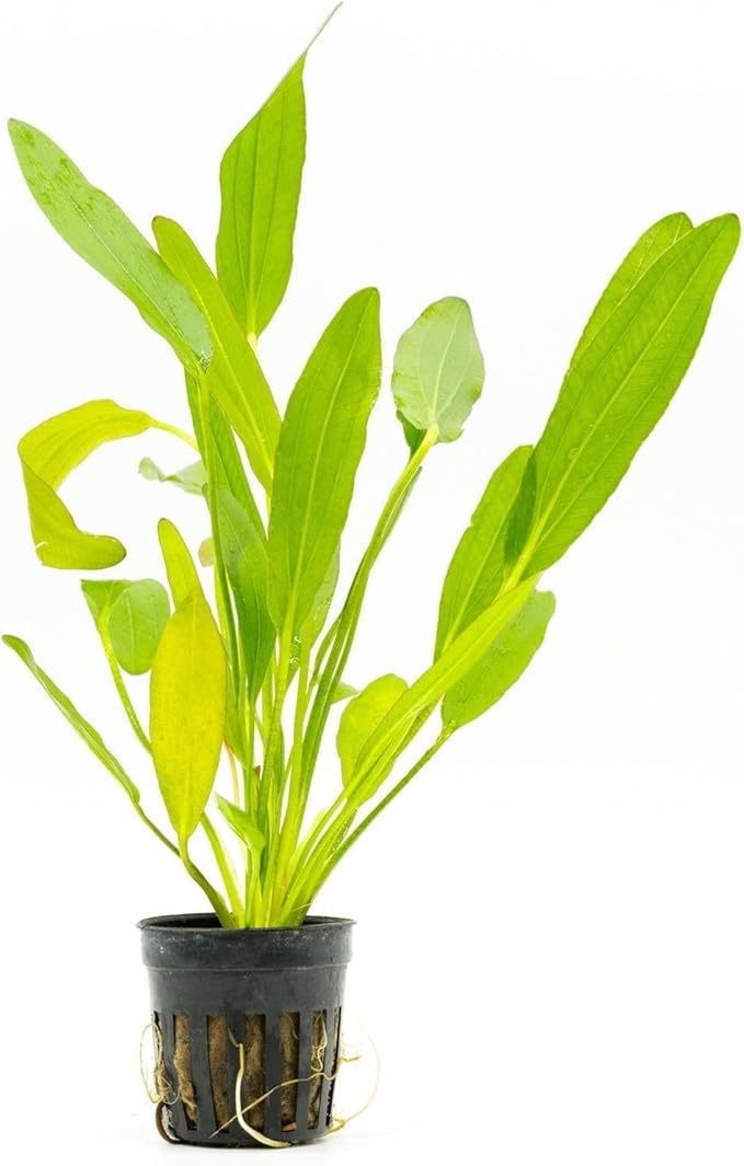 SubstrateSource Echinodorus Red Devil Sword Live Plant for Freshwater Aquariums, Natural Fish Tank Decorations, and Aquatic Decor (1 Pot (2-3 Plants))