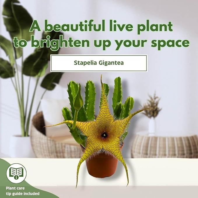 BubbleBlooms Stapelia gigantea, Giant Starfish Flower, Rare Huernia, Zulu Carrion Giant Plant, 4 inch Pot