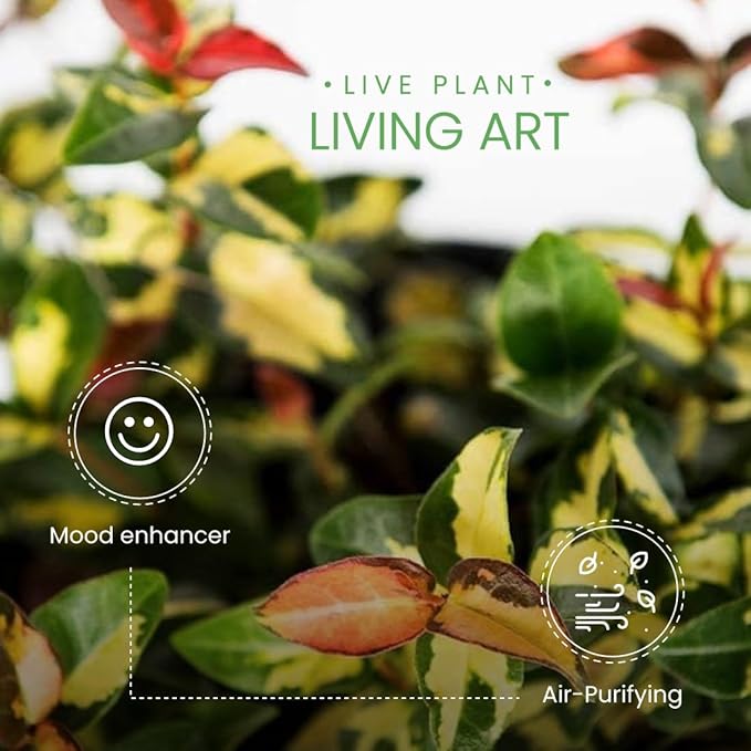 American Plant Exchange Summer Sunset Jasmine – 6-Inch with Pot – Live Fragrant Flowering Vine, Easy Care Plant for Home, Garden, Patio, or Balcony Decor