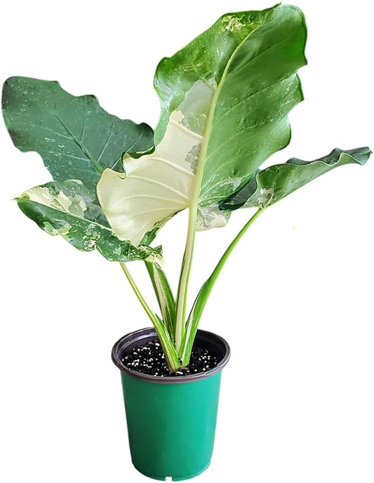Alocasia Appaloosa Gold Live Plant – Rare Alocasia Macrorrhiza with Variegated Foliage – Tropical Indoor Plant Fresh from Florida Nursery – Unique Elephant Ear Houseplant for Home Décor