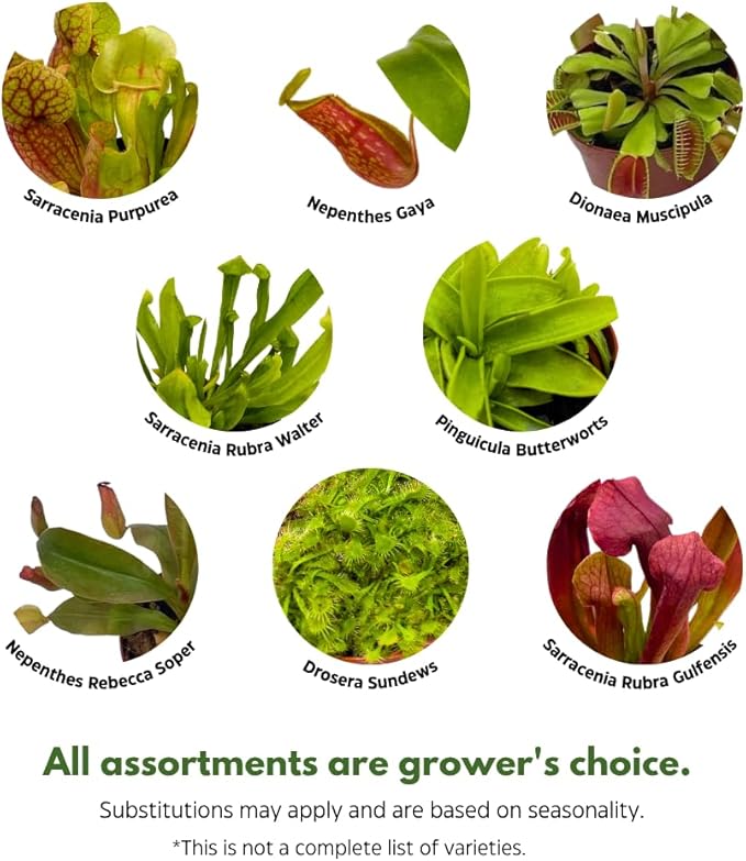 BubbleBlooms Carnivorous Assortment in 3 inch Pots Set of 3