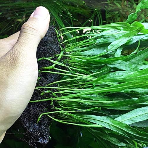 (Java Fern (Medium)) Anubias, Java Fern, Moss and more! Freshwater Live Aquarium Plants on Driftwood for Aquatic Tropical Fish Tank Decorations - Easy for Beginner by Greenpro