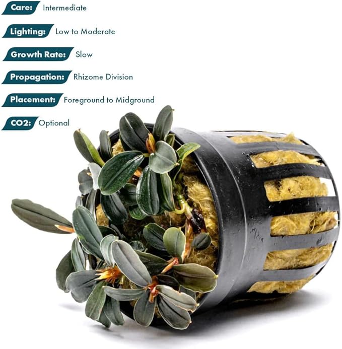 SubstrateSource Live Plants - Bucephalandra Kedagang Round Mini (Bucephalandra sp. 'Kedagang Round Mini') - Low to Medium Light, Dark Green Rounded Leaves, Foreground to Midground - Pot - 1 Pack