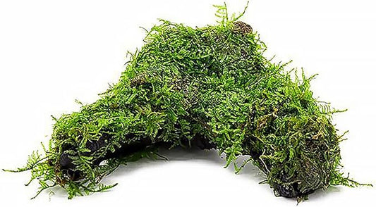 SubstrateSource Live Aquarium Plants on Driftwood, Lava Rock, Moss Mat - Freshwater Fish Tank Plants (Christmas Moss, Driftwood (Medium))