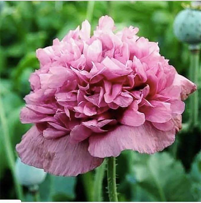 1600 Annual Violetta Blush Poppy Seeds - Tall Mauve Poppy with Black Markings