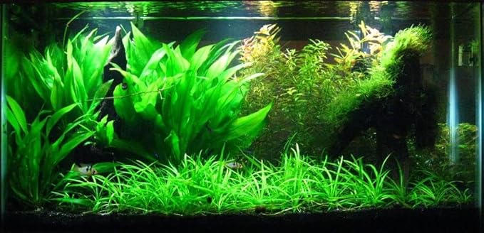 Potted Live Aquarium Plants | Freshwater Aquatic Plants for Aquariums (Amazon Sword, 5 Pack)