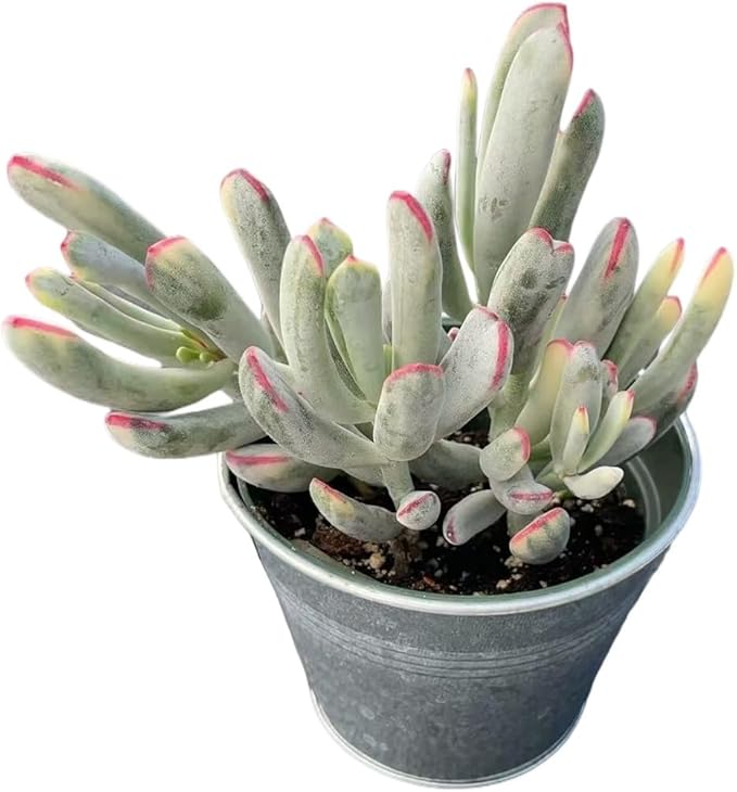 Cotyledon Orbiculata cv. Long Leaf Variegated Succulent with Vintage Metal Pot, Rare Live Succulent Plant, Home Office Indoor Outdoor Wedding Decoration DIY Projects Party Favor