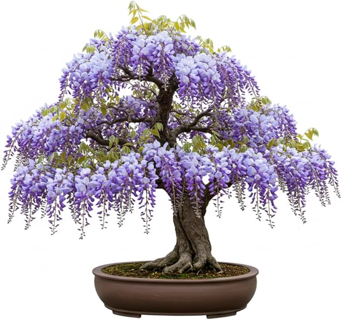Chinese Wisteria Bonsai Tree Seedling for Planting - 1 Year Old Well Rooted Seedling