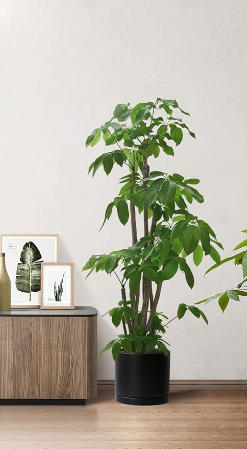 Aveyas 10 inch Ceramic Plant Pot with Drainage Hole and Saucer - Suitable for Indoor and Outdoor Use, Modern Planters for House Garden Flower Tree Snake Monstera Plants (10", Matte Black)