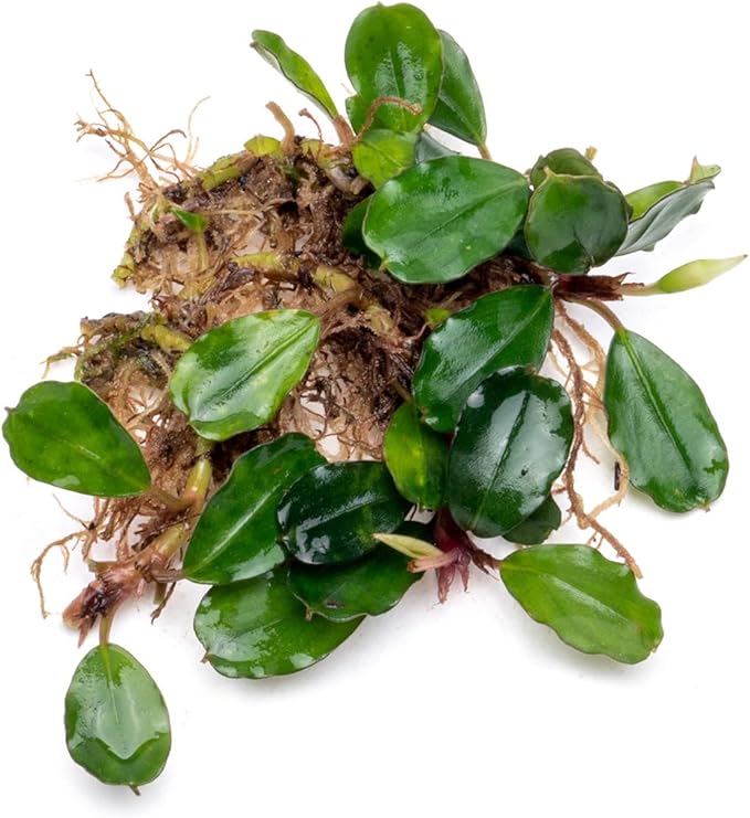 SubstrateSource Bucephalandra Brownie Athena Live Aquarium Plant - Natural Freshwater Fish Tank Decorations, Aquatic Décor - Plant (10-15 Leaves)