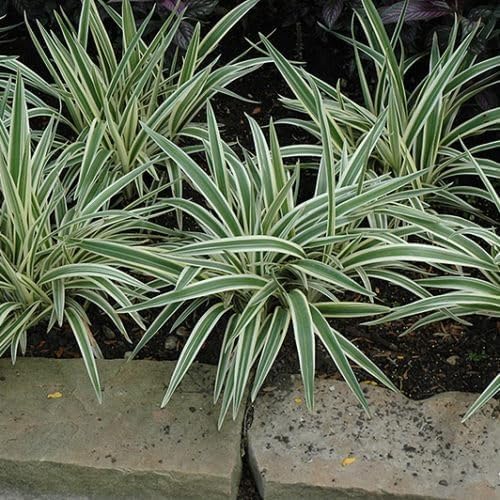 Variegated Flax Lily I 1 Large Gallon Size Plant I Dianella Tasmanica I Live Striking Green and White Foliage, Drought-Resistant, Evergreen Perennial