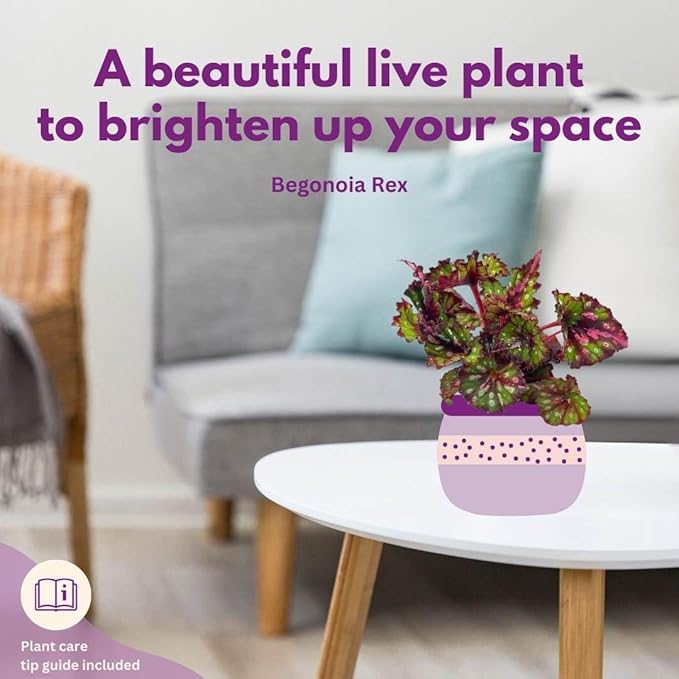 BubbleBlooms Harmony's Begonia Rex Assortment, Warm Summer Colors in a 4 inch Pot Set of 5