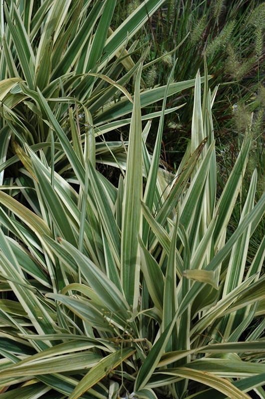 Variegated Flax Lily I 2 Large Gallon Size Plants I Dianella Tasmanica I Live Striking Green and White Foliage, Drought-Resistant, Evergreen Perennial