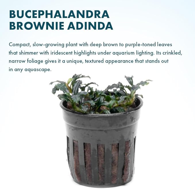 SubstrateSource Live Plants – Bucephalandra Brownie Adinda (Bucephalandra sp. 'Brownie Adinda') – Low to Medium Light, Dark Green w/Red Iridescence Color, Foreground to Midground – Pot, 1 Pack