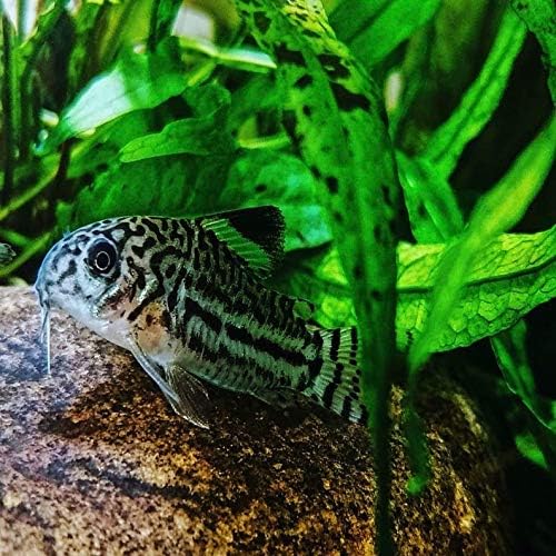 (Java Fern (Medium)) Anubias, Java Fern, Moss and more! Freshwater Live Aquarium Plants on Driftwood for Aquatic Tropical Fish Tank Decorations - Easy for Beginner by Greenpro