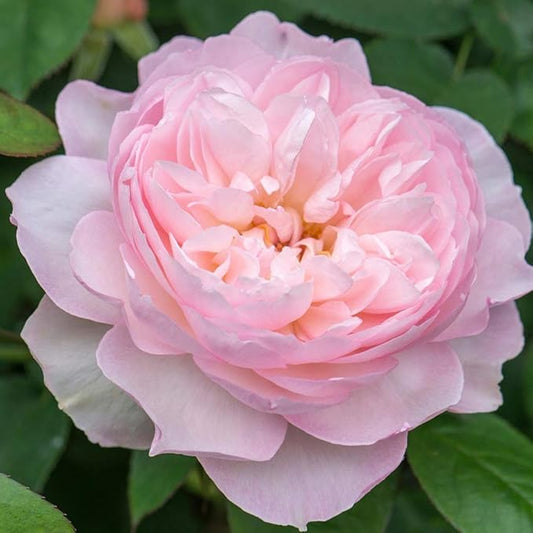 Heirloom Roses David Austin Rose Plant - Gentle Hermione® Pink Rose Bush, Live Plant for Planting Outdoors