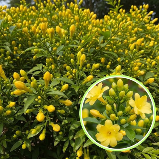 2 Gardenia Jasmine Plants Live, Climbing Jasmine Indoor Outdoor Live, Fragrant, 5-9" in Tall, No Pot, Hardy and Fast-Growing