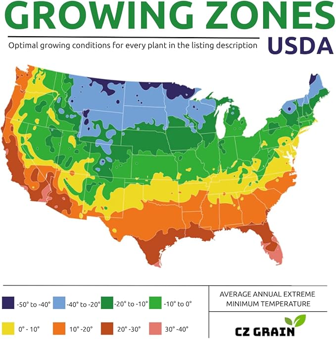 Chinese Wisteria Bonsai Tree Seedling for Planting - 1 Year Old Well Rooted Seedling