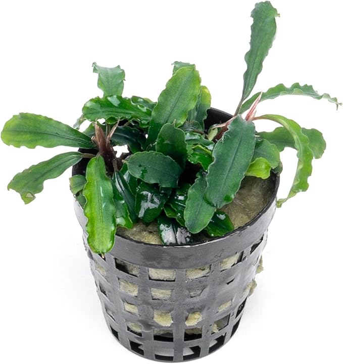 SubstrateSource Live Plants - Bucephalandra Theia - Low Light, Green, Red, Purple Accent for Foreground to Midground Freshwater Aquarium Aquascaping - Pot