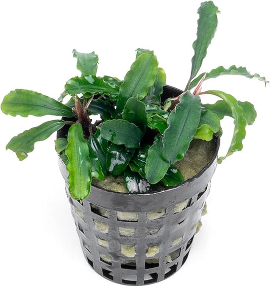 SubstrateSource Live Plants - Bucephalandra Theia - Low Light, Green, Red, Purple Accent for Foreground to Midground Freshwater Aquarium Aquascaping - Pot