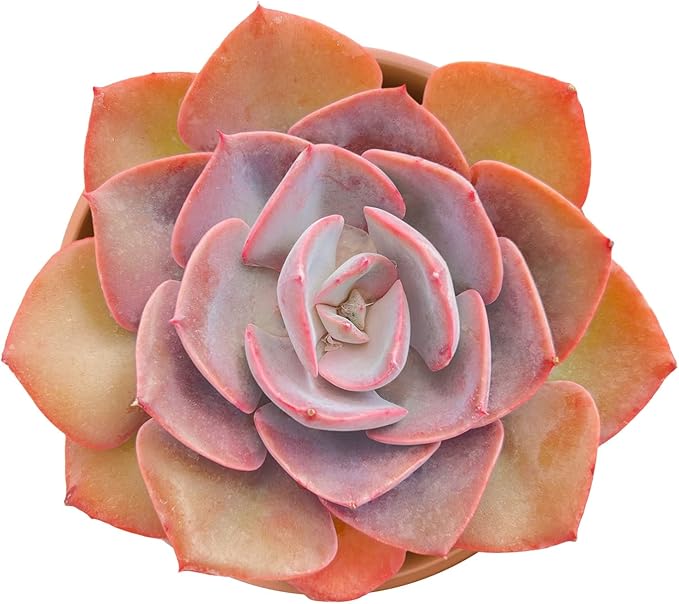 Live Succulents Echeveria 'Dusty Rose' (4-inch), Succulent Plants Fully Rooted in Pots with Soil, Easy-Care House Plant for DIY, Home Office Decor, Wedding Party Favor