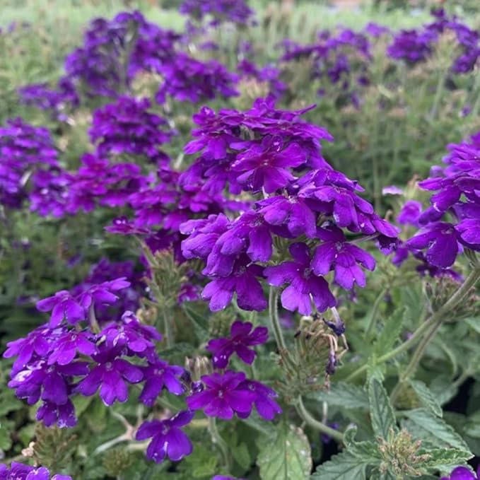 Verbena Live Plant, Trailing Verbena Plants for Planting Outdoor, Perennial Ground Cover Flowers 4 Inch Pot (Dark Purple)