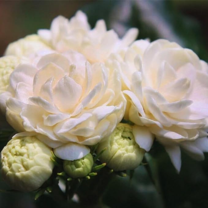 2 Jasmine Plants Live, Jasmine Flower Plant, 5 Inc Long, Annual Blooming Climbing Vine (Grand Duke)