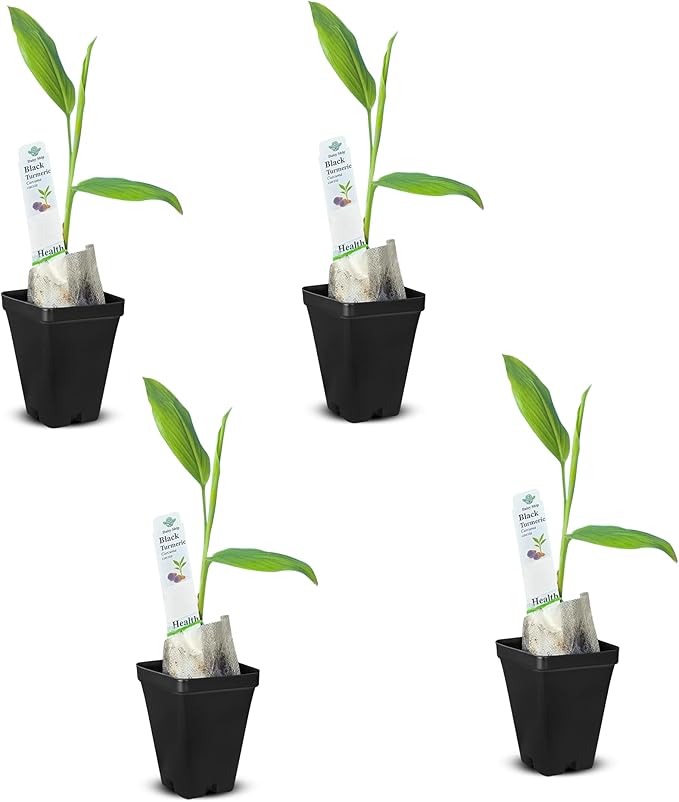 Premium Live Black Turmeric (Curcuma caesia) Plants - Rare Herbal Medicinal Plant, Perfect for Home Gardens (4 Black Turmeric Cups)