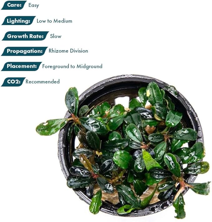 SubstrateSource Live Plants - Lamandau Mini Purple - Low to Medium Light Aquarium Display, Dark Green to Purple Accent, Foreground to Midground Aquatic Plant - Pot