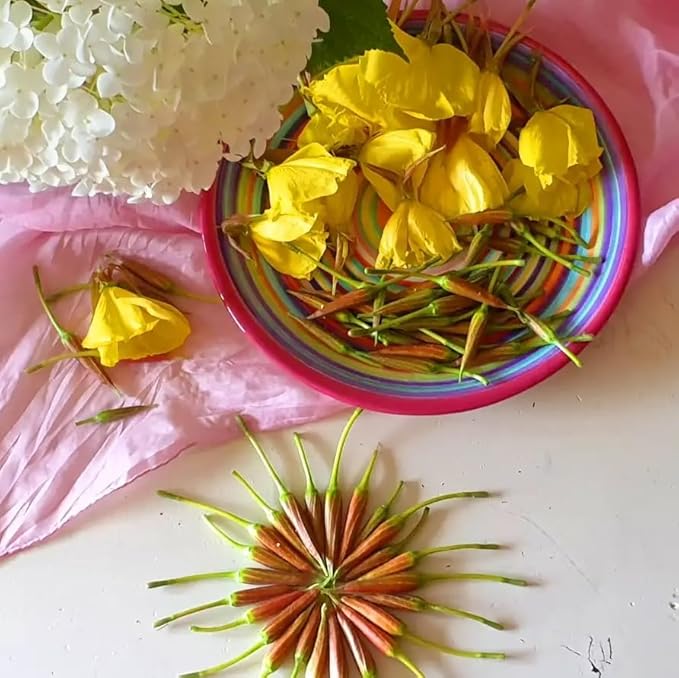 Primrose Jasmine (Jasminum Mesnyi) Live Plant - Fragrant Yellow Blooms. Japanese, Chinese, Asian. Indoor, Outdoor Shrub (4 prim jas Cups)