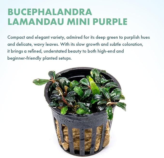 SubstrateSource Live Plants - Lamandau Mini Purple - Low to Medium Light Aquarium Display, Dark Green to Purple Accent, Foreground to Midground Aquatic Plant - Pot