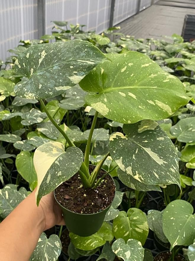 CoollectivePlants Monstera Thai Constellation – Rare Thai Constellation Monstera Live Plant in 4″ Grower’s Pot, Live Indoor House Plants, Low Maintenance Houseplant