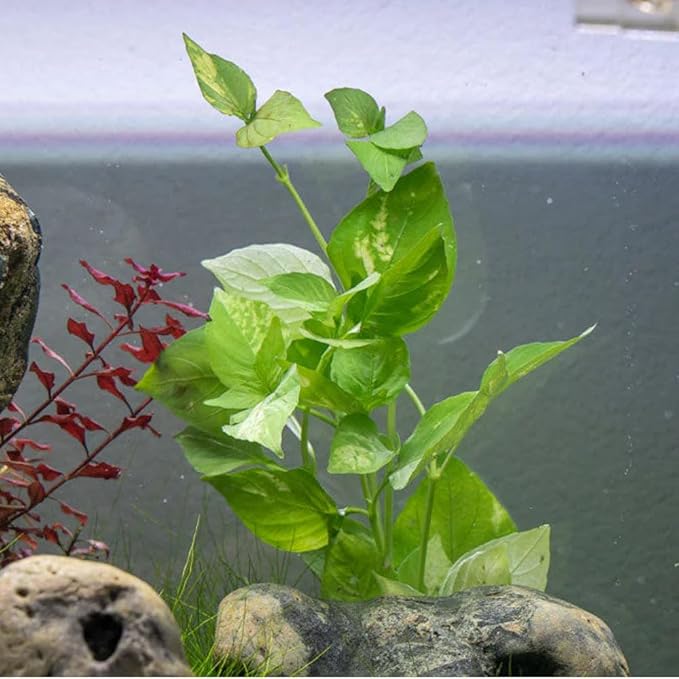 SubstrateSource Live Plants – Variegated Hygrophila (Nomaphila variegatus) – Medium Light, Green and White Accent Freshwater Aquatic Stem Plant, Midground to Background Placement – Pot, 1 Pack