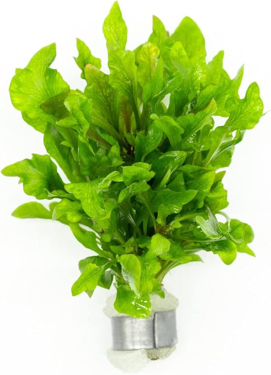 SubstrateSource Live Aquarium Stem Plants - Freshwater Aquatic Plant for Fish Tanks, Aquascaping - (Ammania Senegalensis, 1 Bunch)