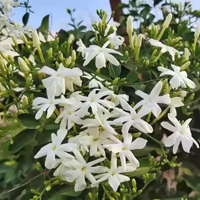 2 White Jasmine Plants Live, Climbing Jasmine Indoor Outdoor Live, Fragrant, 5-9" in Tall, No Pot, Hardy and Fast-Growing