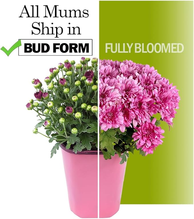 Altman Plants White Chrysanthemum Plant in 1 Gal Grower Pot, Garden Mum, Flowering Plants Outdoor Plants Live Mums, Real Outdoor Plants, Patio or Porch Flowers for Fall, Easy Care