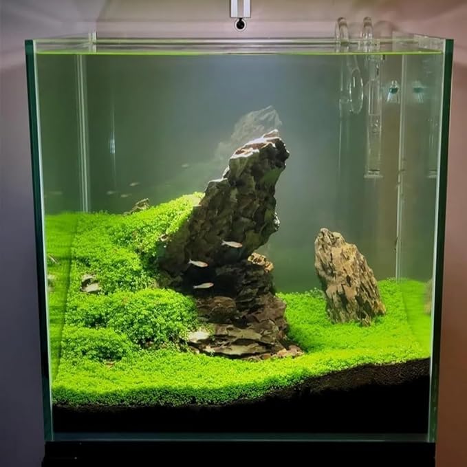 3 Pack Freshwater Aquarium Decor, Easy Growing Dwarf Carpet for Fish Tank/Terrarium, Natural Aquatic Plant Growth Material (Small Leaf)