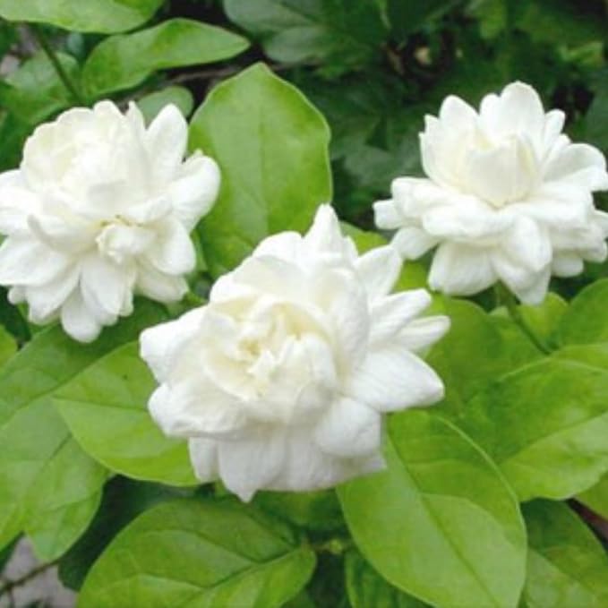 2 Maid of Orleans Jasmine Plant Indoor Live, 5 to 7 Inc Tall, Climbing Jasmine Live Plant Gardening