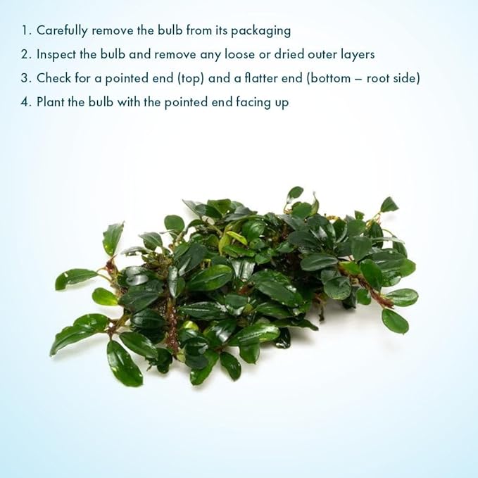 SubstrateSource Live Plants – Hades (Bucephalandra sp.) – Low to Medium Light, Dark Green with Blue Iridescence Color Aquatic Plant, Foreground to Midground, Rhizome Growth - Loose, 1 Pack