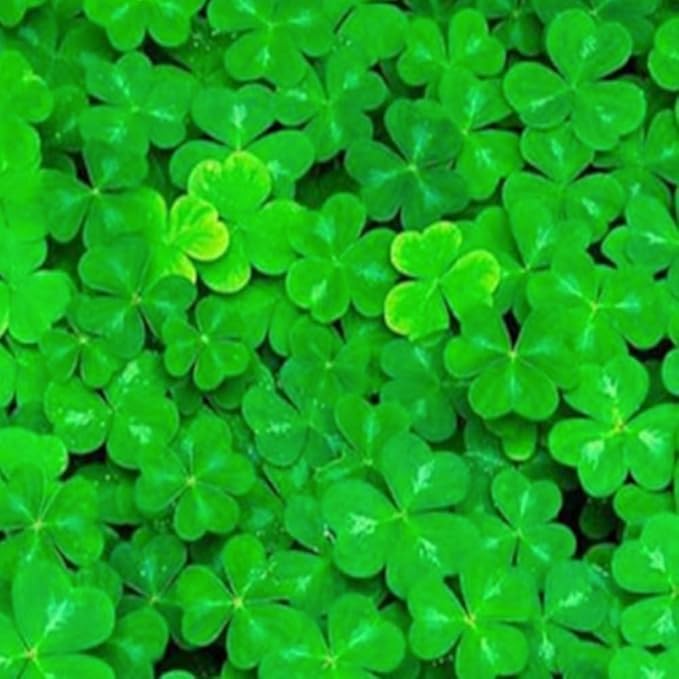 3 Pack Freshwater Aquarium Decor, Easy Growing Dwarf Carpet for Fish Tank/Terrarium, Natural Aquatic Plant Growth Material (Lucky Grass)