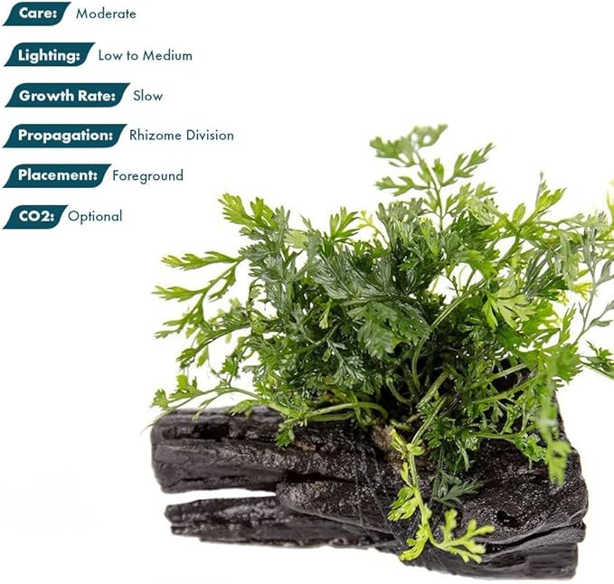 SubstrateSource Live Planted Decor - Mini Bolbitis on Driftwood - Foreground to Midground Epiphytic Fern for Aquascaping, Aquarium Decor - Small