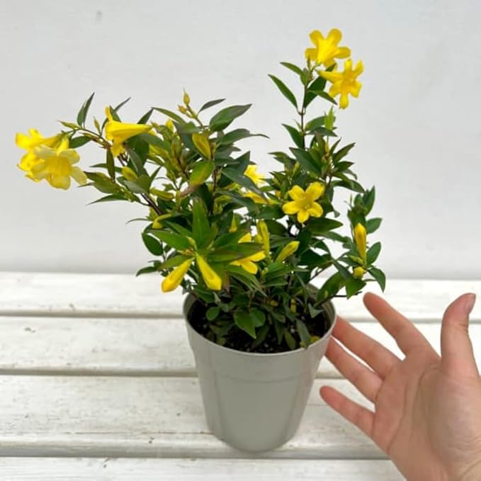 2 Jasmine Plants Live, Jasmine Flower Plant, 5 Inc Long, Annual Blooming Climbing Vine (Yellow)