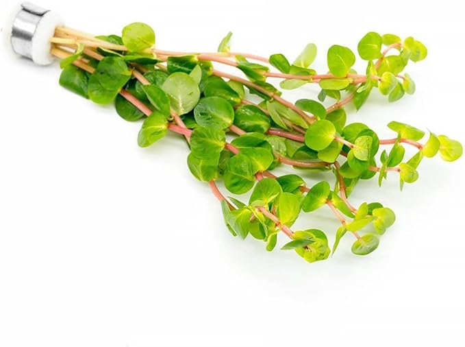 SubstrateSource Live Aquarium Stem Plants - Freshwater Aquatic Plant for Fish Tanks, Aquascaping - (Rotala Rotundifolia Orange Juice, 1 Bunch)