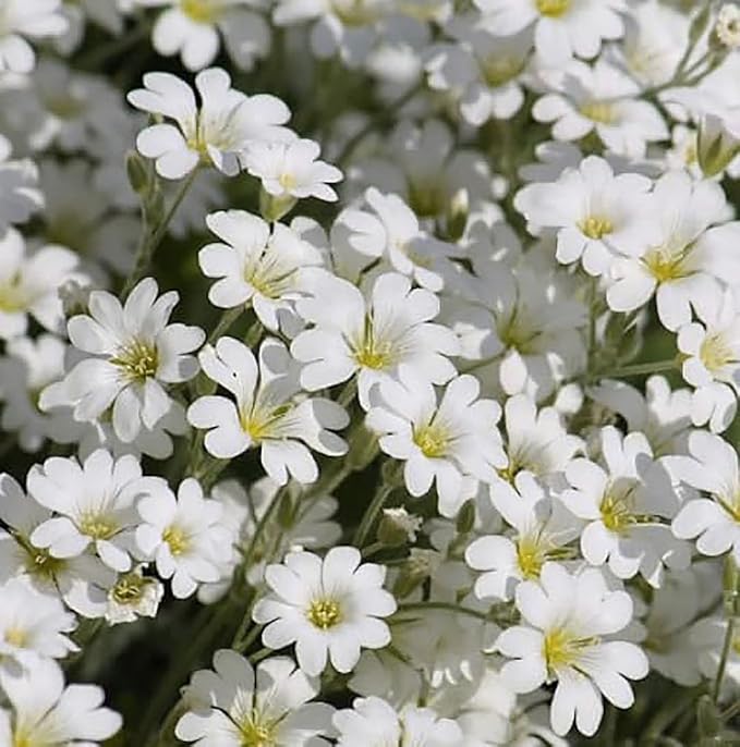 3500 Snow in Summer Seeds - Great Ground Cover, Xeriscape - Perennial
