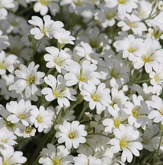 3500 Snow in Summer Seeds - Great Ground Cover, Xeriscape - Perennial