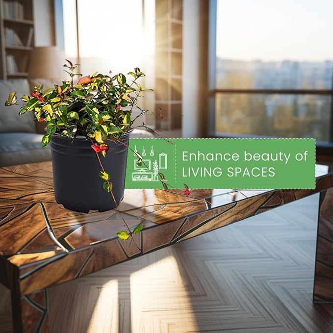 American Plant Exchange Summer Sunset Jasmine – 6-Inch with Pot – Live Fragrant Flowering Vine, Easy Care Plant for Home, Garden, Patio, or Balcony Decor