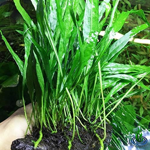 (Java Fern (Medium)) Anubias, Java Fern, Moss and more! Freshwater Live Aquarium Plants on Driftwood for Aquatic Tropical Fish Tank Decorations - Easy for Beginner by Greenpro